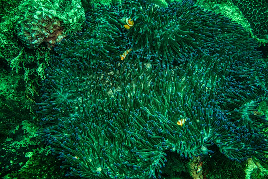 Vibrant underwater scene of clownfish amidst lush green anemone, showcasing marine biodiversity.