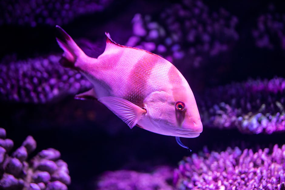A vibrant fish swimming in a purple-tinged aquarium setting, showcasing aquatic life.